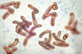 Cholera Nuotrauka Nr. 2