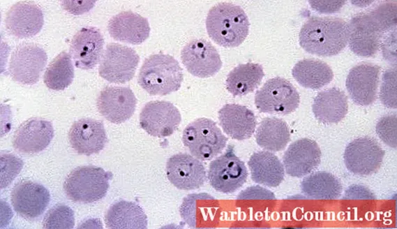 Plasmodium falciparum maliarija Nuotrauka Nr. 2