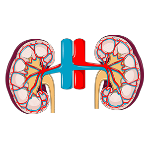 Urogenitalinės sistemos ligos
