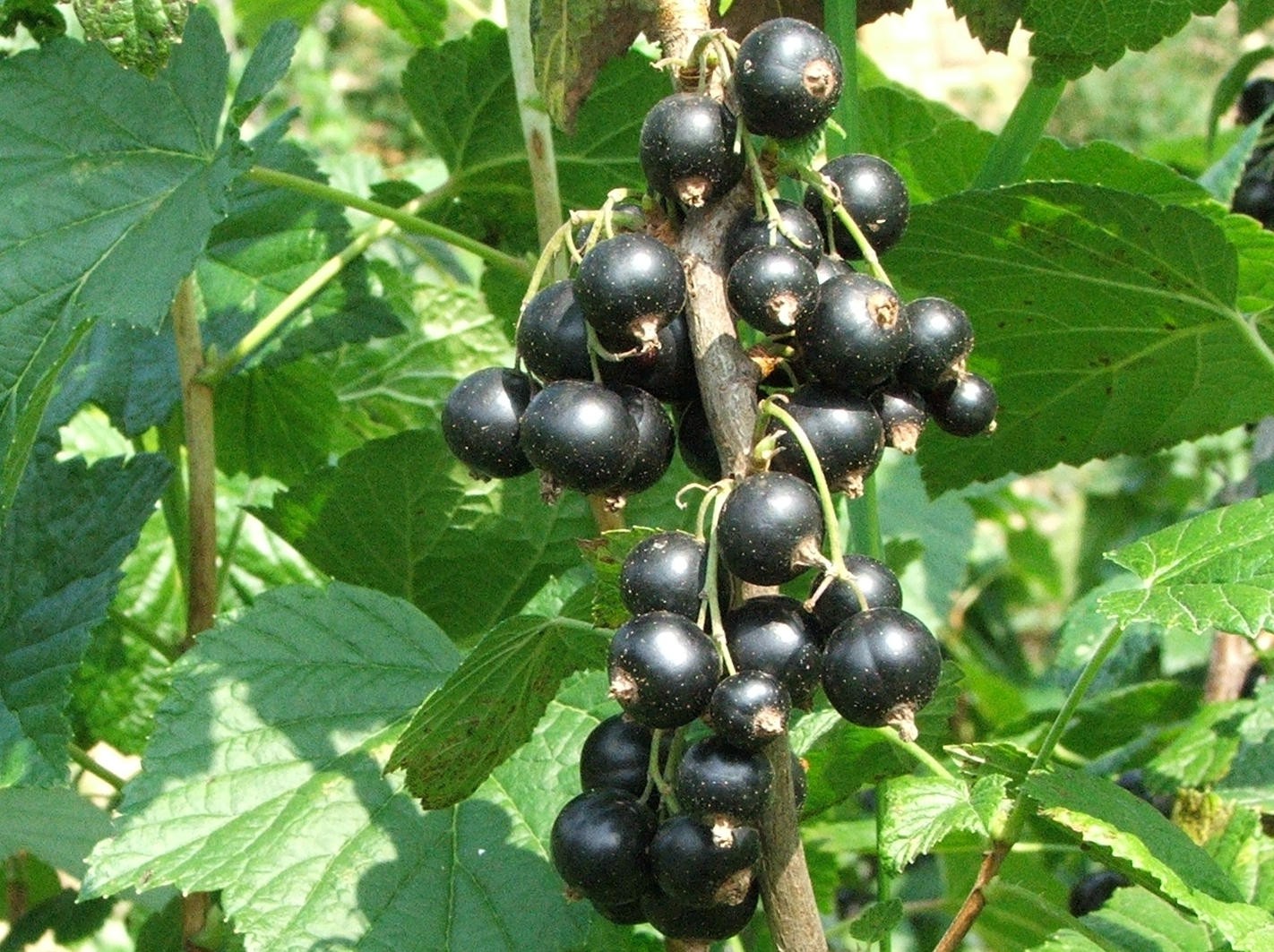 Juodųjų serbentų nauda detaliau, tai ne tik vitamino C šaltinis